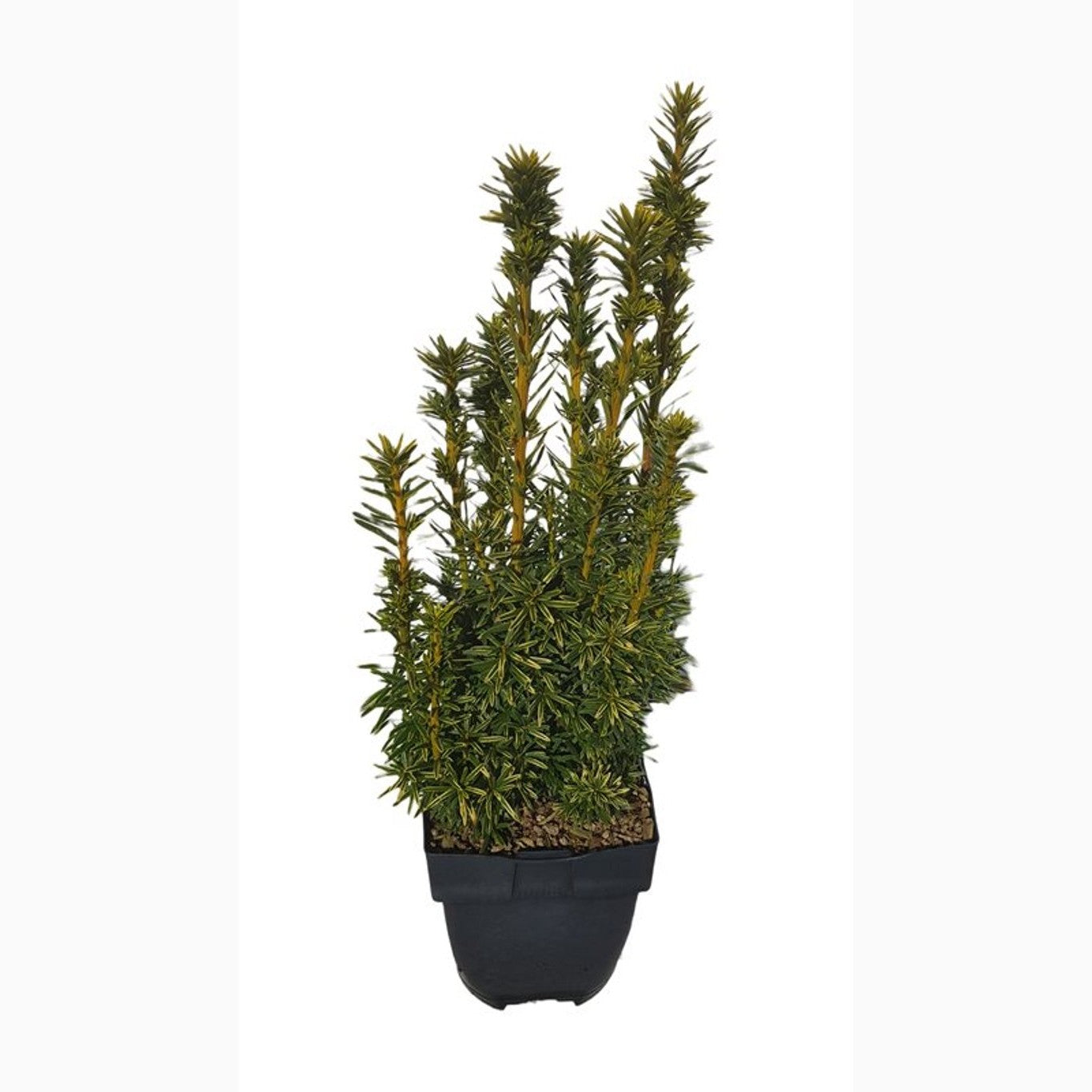 Idegran – Taxus baccata 'David' - C2