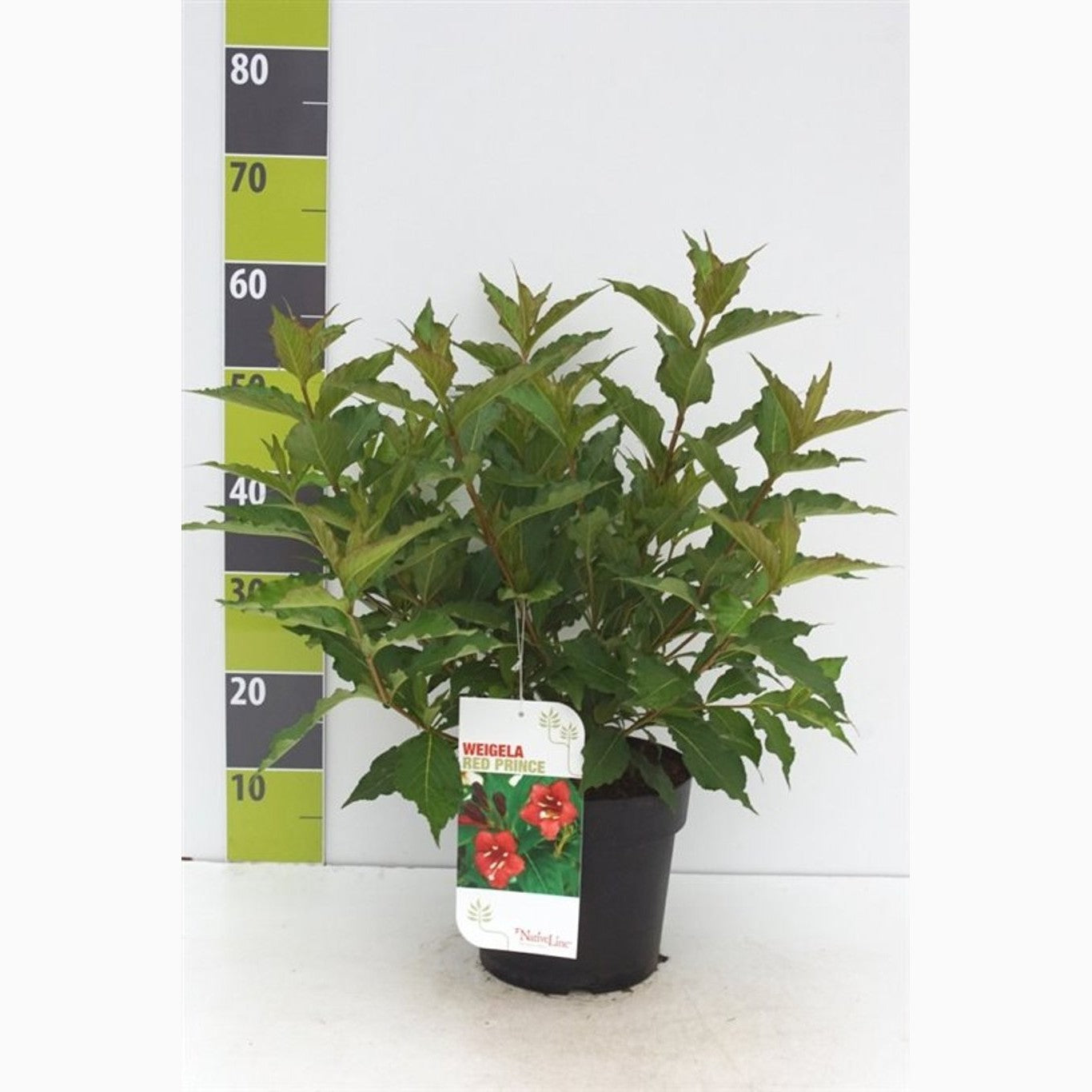 Praktweigela – Weigela 'Bristol Ruby' - C4,6 50-60 CM