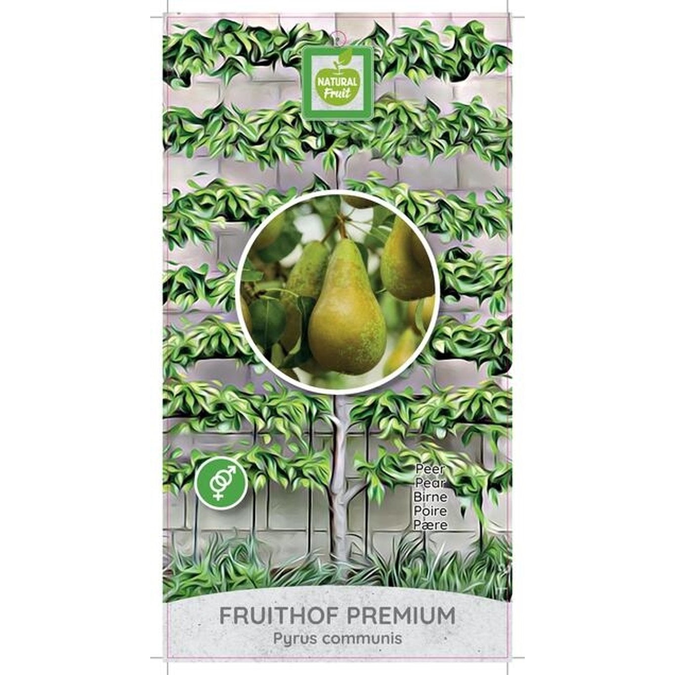 Päron – Pyrus communis - C35