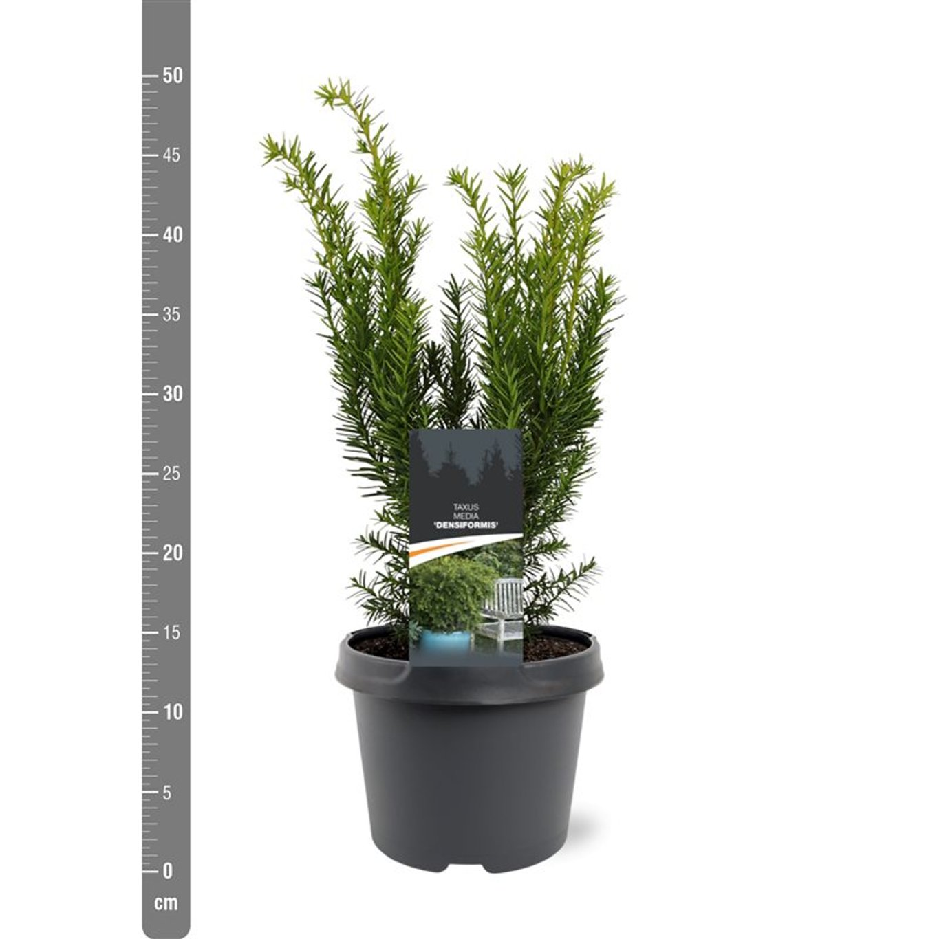 Hybrididegran – Taxus media 'Densiformis' - C3 25-30 CM