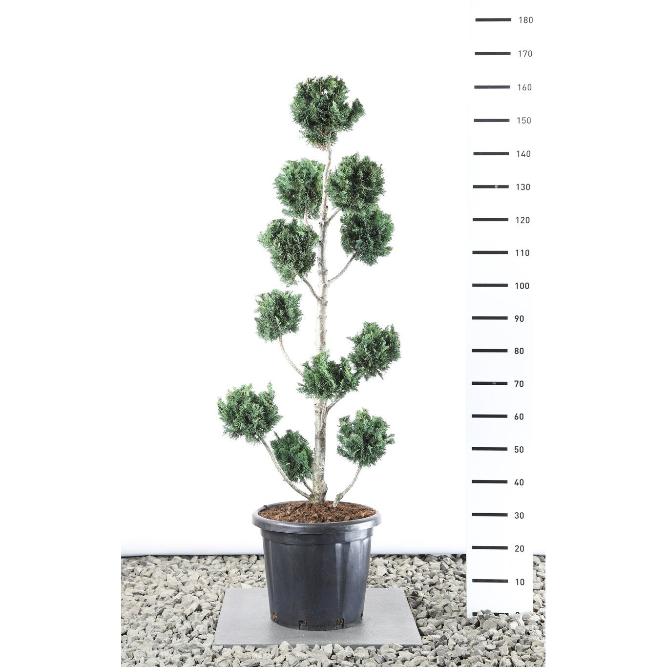 Ädelcypress – Chamaecyparis lawsoniana 'Wisselii' - 120-140 CM PonPon EXTRA in Cont.