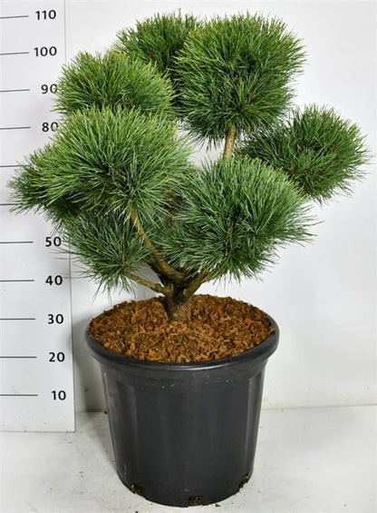 Tall – Pinus sylvestris &