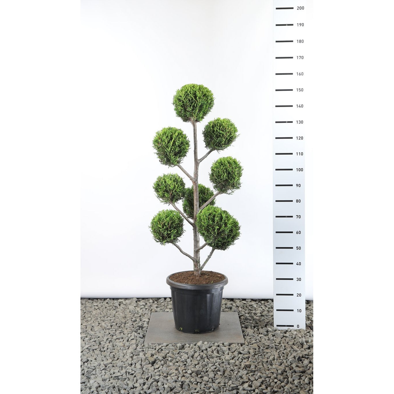 Leylandcypress – Cupressocyparis leylandii 'Castlewellan Gold' - 100-125 CM PonPon Cont.