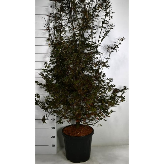 Japansk lönn – Acer palmatum 'Skeeter's Broom' - C35 150-175 cm.