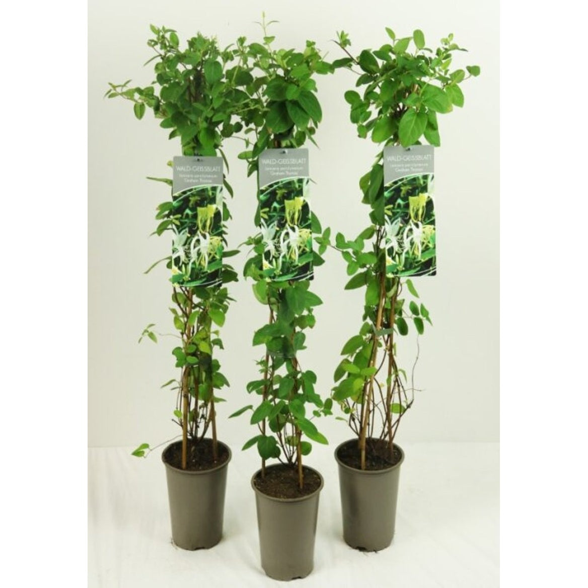 Kaprifol – Lonicera periclymenum - C2 60-80 CM Stick