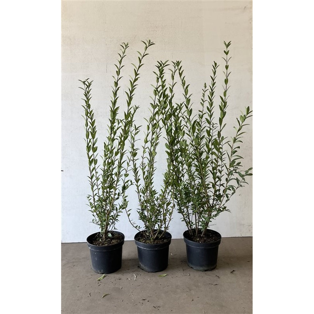 Liguster – Ligustrum vulgare 'Atrovirens' - C5 100-125 CM