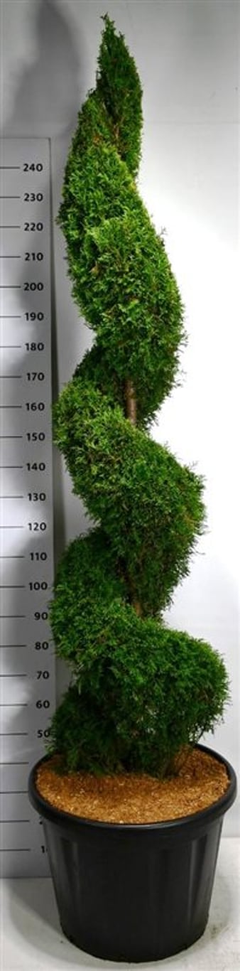 Thuja – Thuja occidentalis &