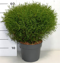 Thuja – Thuja occidentalis 'Mr Bowling Ball' - C7.5 50-60 cm.