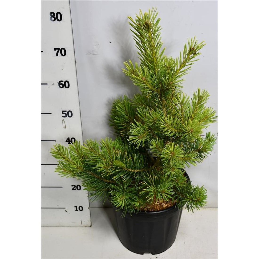 Tall – Pinus sylvestris &