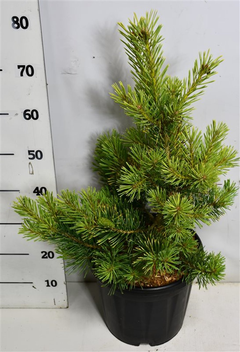 Tall – Pinus sylvestris 'Aurea' - C13 50-60 cm.
