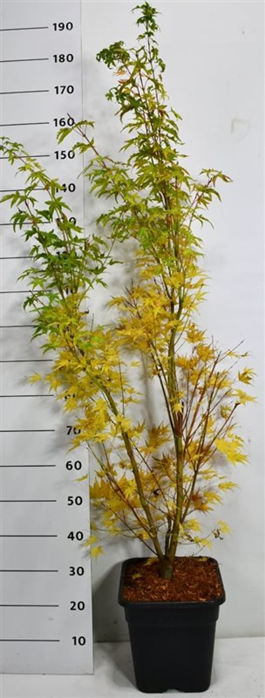Japansk lönn – Acer palmatum &