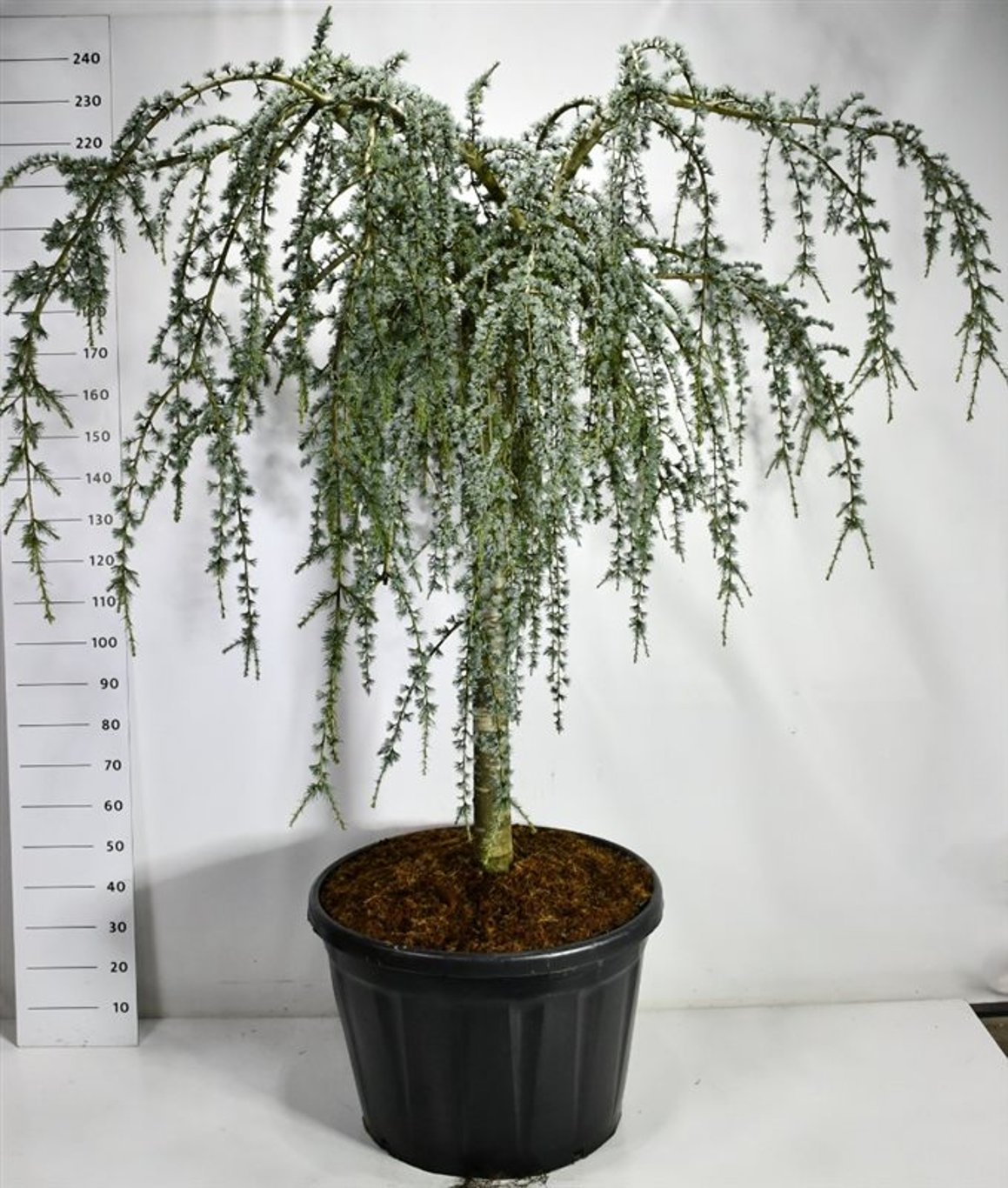 Atlasceder – Cedrus atlantica &