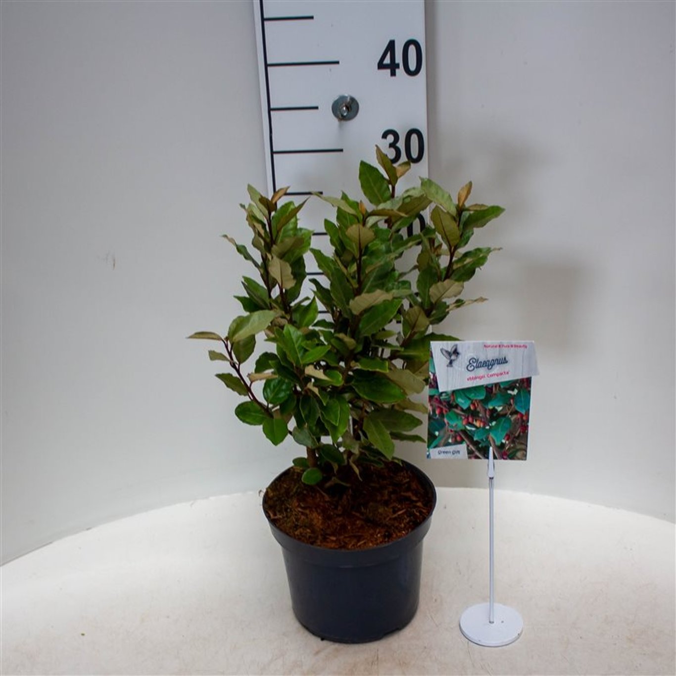 Silverbuske – Elaeagnus ebbingei 'Compacta' - C3 30-40 CM