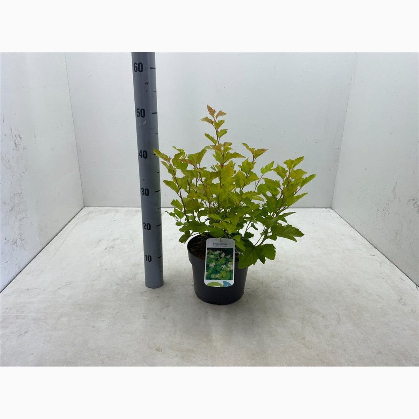 Smällspirea – Physocarpus opulifolius 'Nugget' - C3