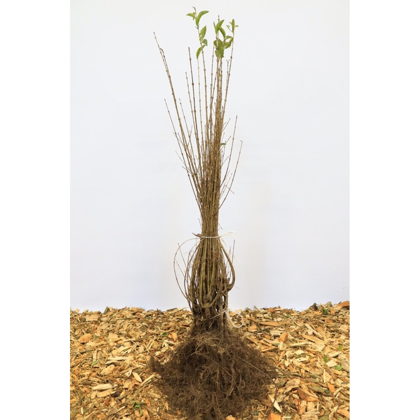 Liguster – Ligustrum ovalifolium - 40-60 CM bare root 0/2  4-5 branche