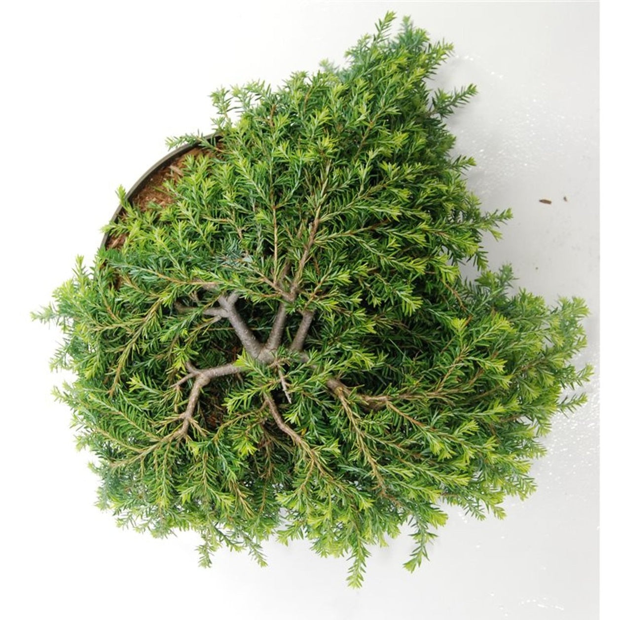 Hemlock – Tsuga canadensis 'Cole Prostrate' - C7.5 40-50 cm.