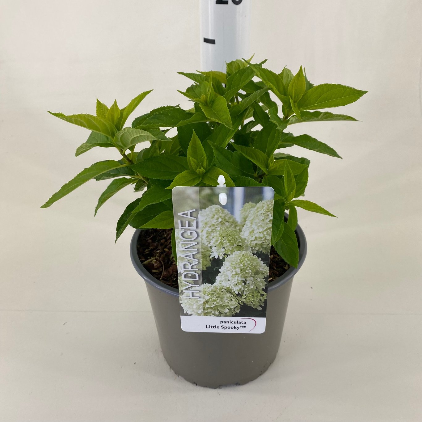 Syrenhortensia – Hydrangea paniculata 'Little Spooky' - C3 20-30 CM