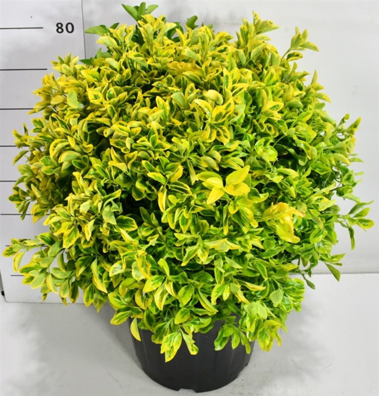 Japansk benved – Euonymus japonicus &