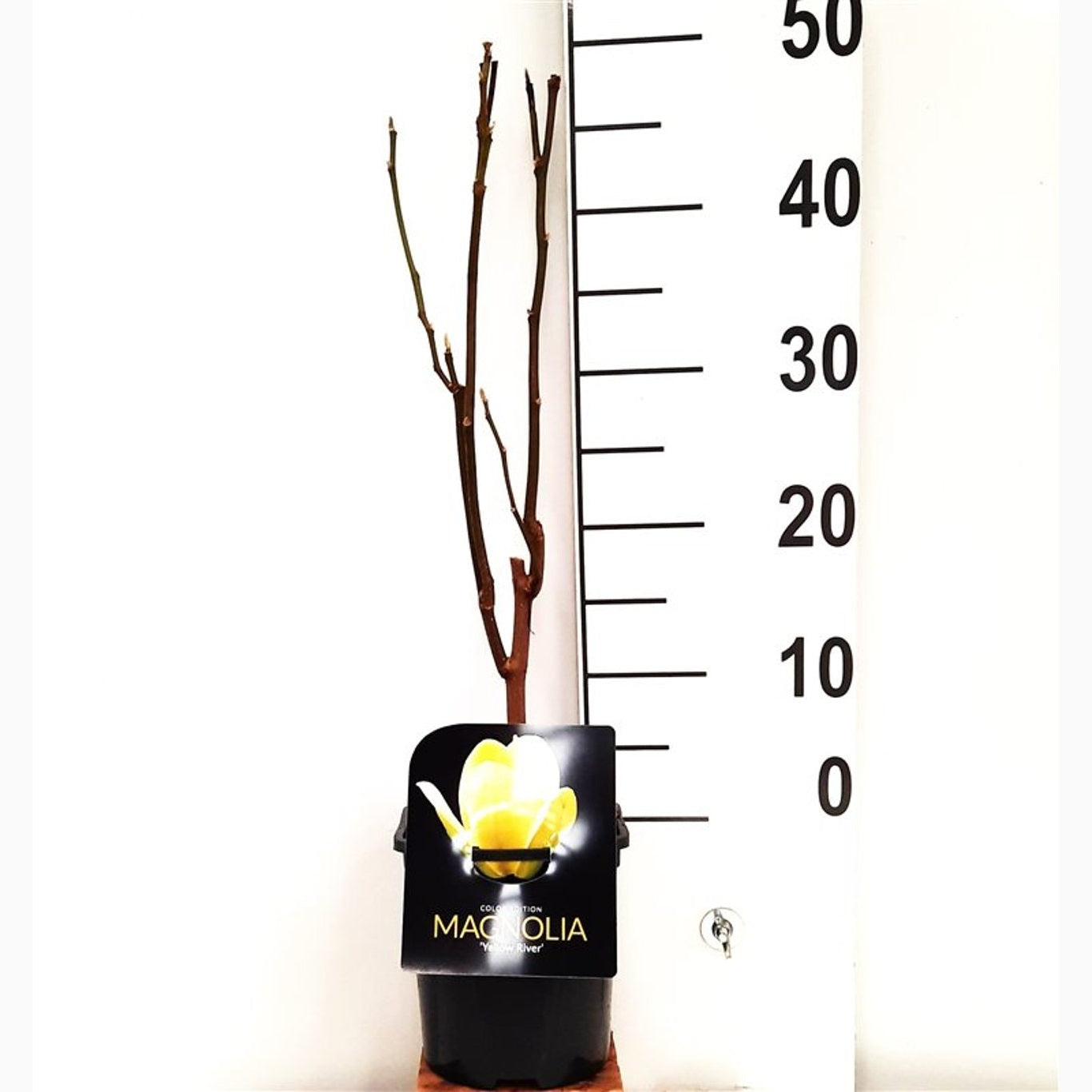 Magnolia – Magnolia 'Yellow River' - C2 40-50 CM