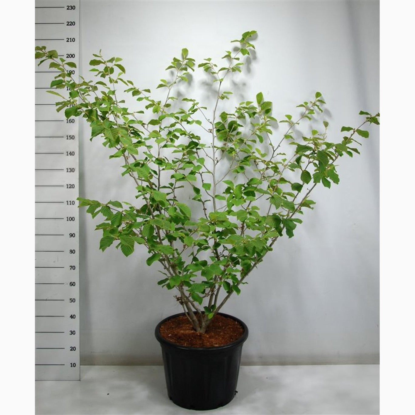 Trollhassel – Hamamelis intermedia 'Westerstede' - C45 125-150 CM