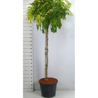 Kinesiskt blåregn – Wisteria formosa 'Issai' - C80 150 cm. Stam