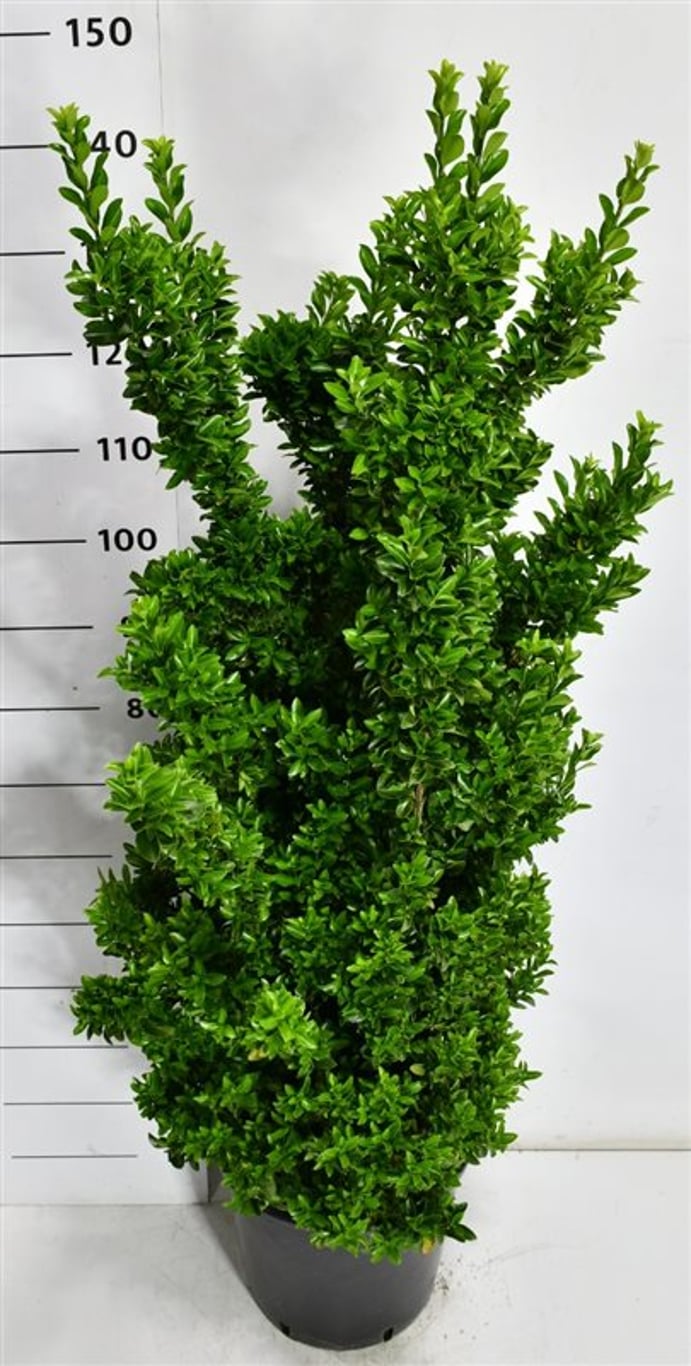 Japansk benved – Euonymus japonicus &
