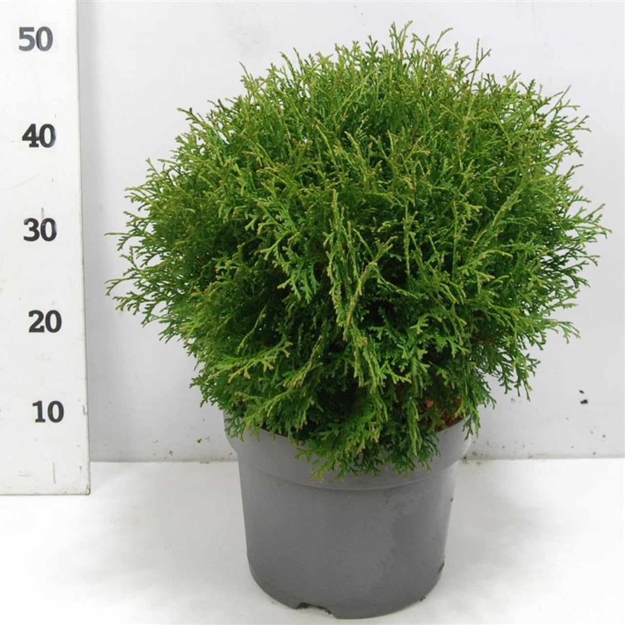 Thuja – Thuja occidentalis 'Tiny Tim' - C7.5 40-50 cm.