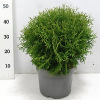 Thuja – Thuja occidentalis 'Tiny Tim' - C7.5 40-50 cm.