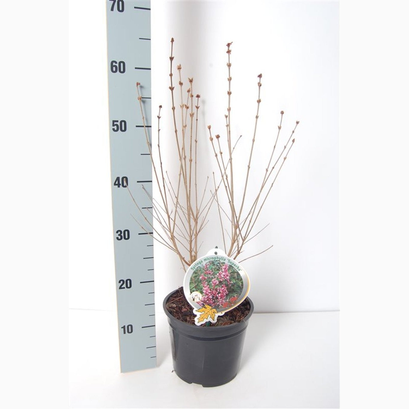 Syren – Syringa microphylla 'Superba' - C3 40-50 CM