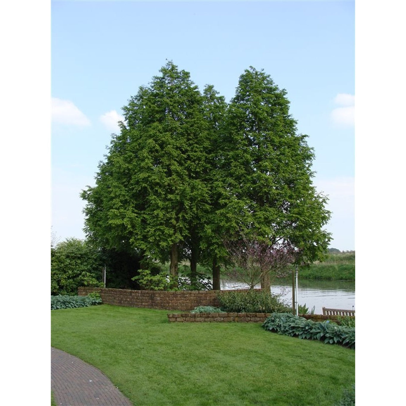 Sumpcypress – Taxodium distichum - C5 80-100 CM