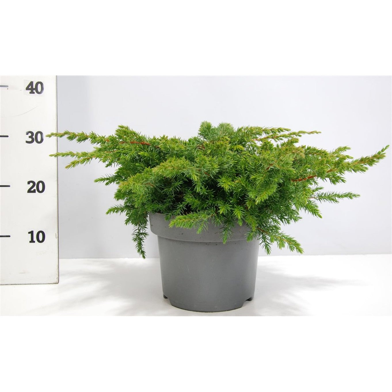 Strand-en – Juniperus conferta 'Schlager' - C5 30-40 cm.