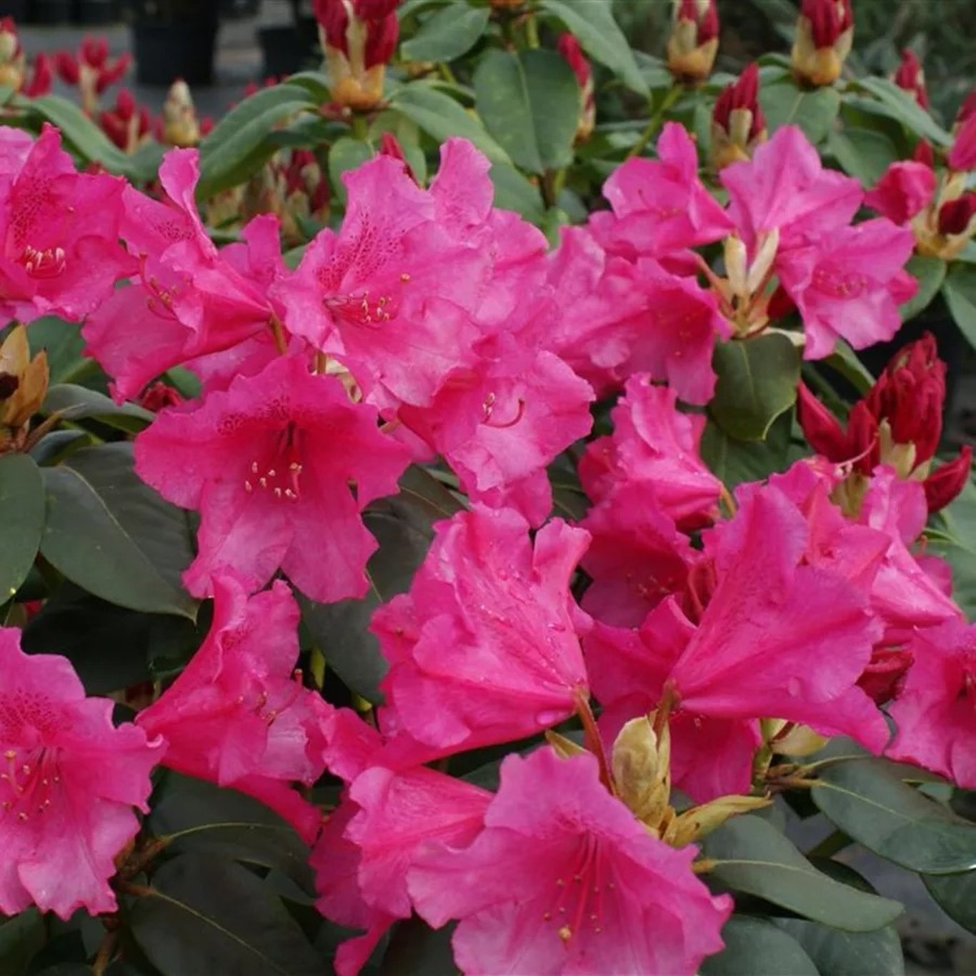 Rhododendron – Rhododendron (W); 'August Lamken' - C12 50-60 CM
