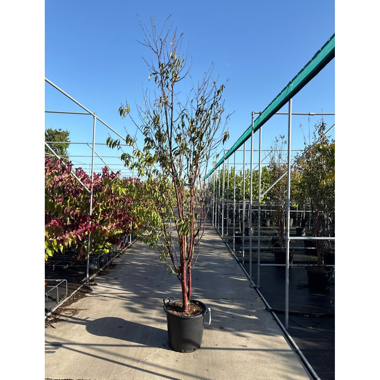 Glanskörsbär – Prunus serrula 'Branklyn' - C50 200-250 CM