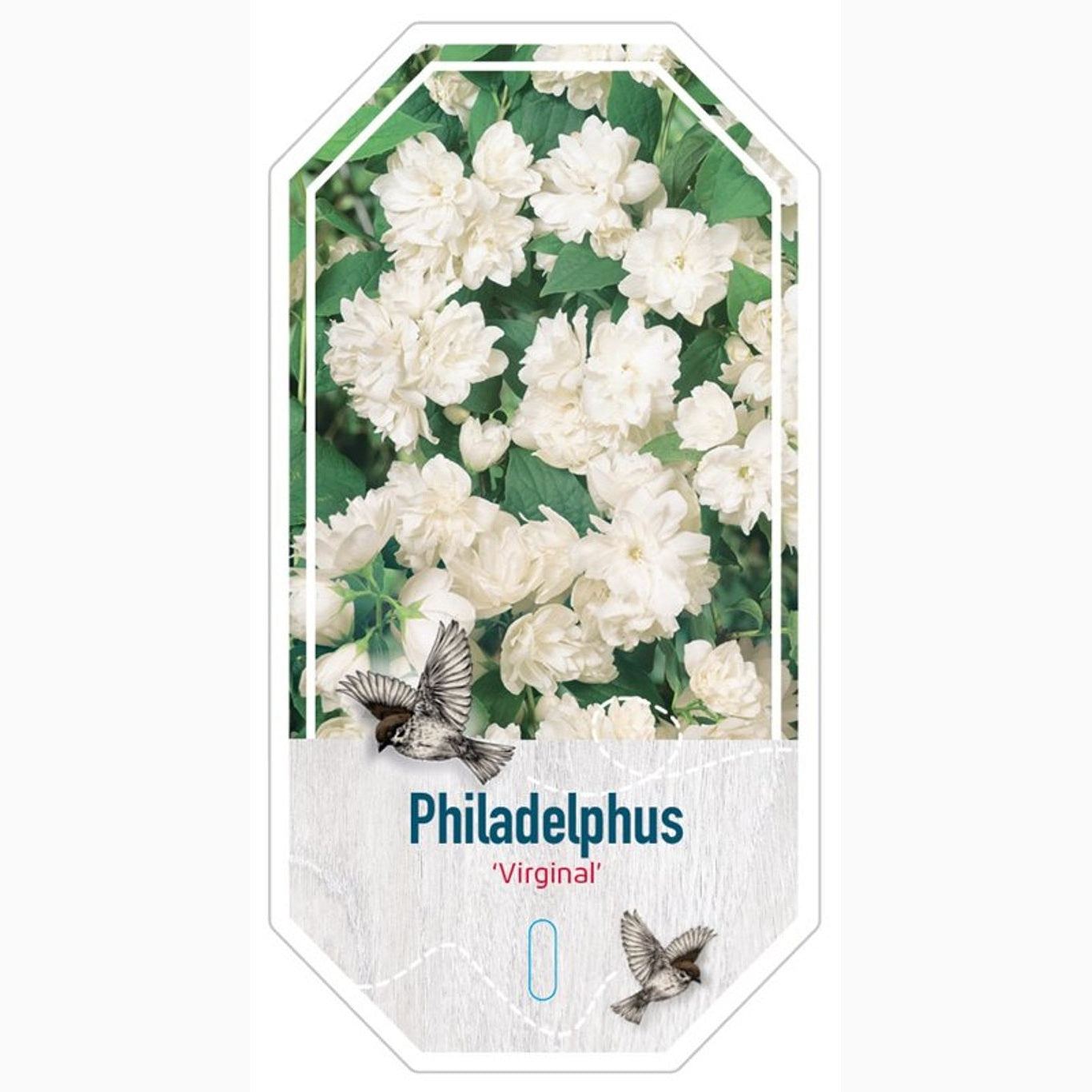 Schersmin – Philadelphus 'Virginal' - C3 30-40 CM