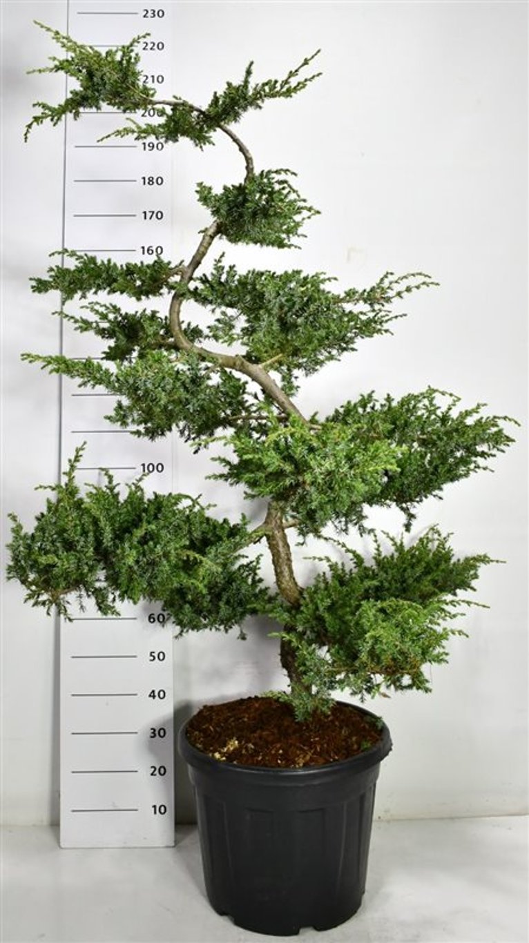 Strand-en – Juniperus conferta &