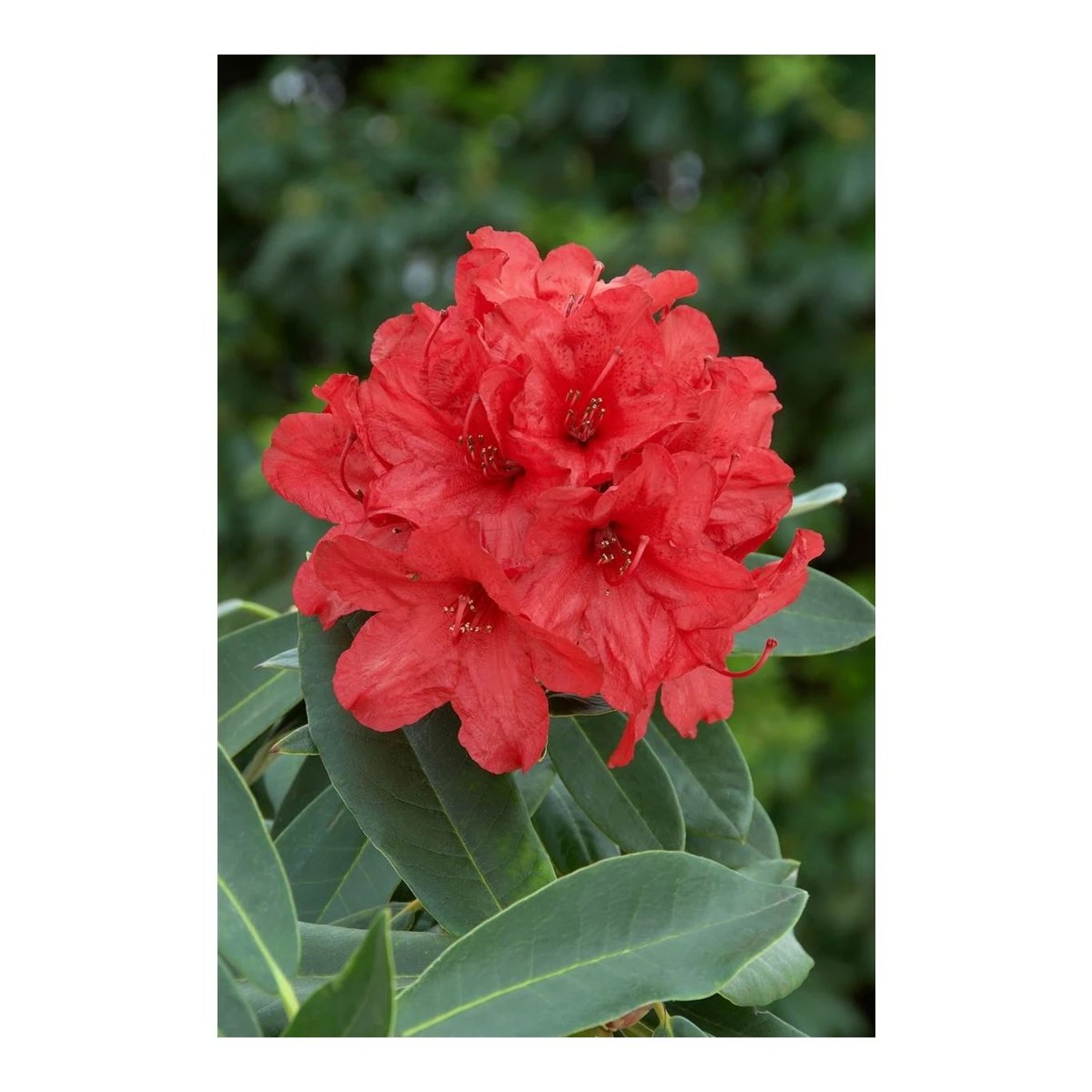Rhododendron – Rhododendron 'Vulcan's Flame' - C5 30-40 CM