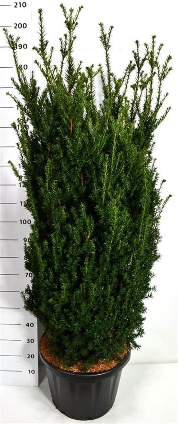 Hybrididegran – Taxus media &