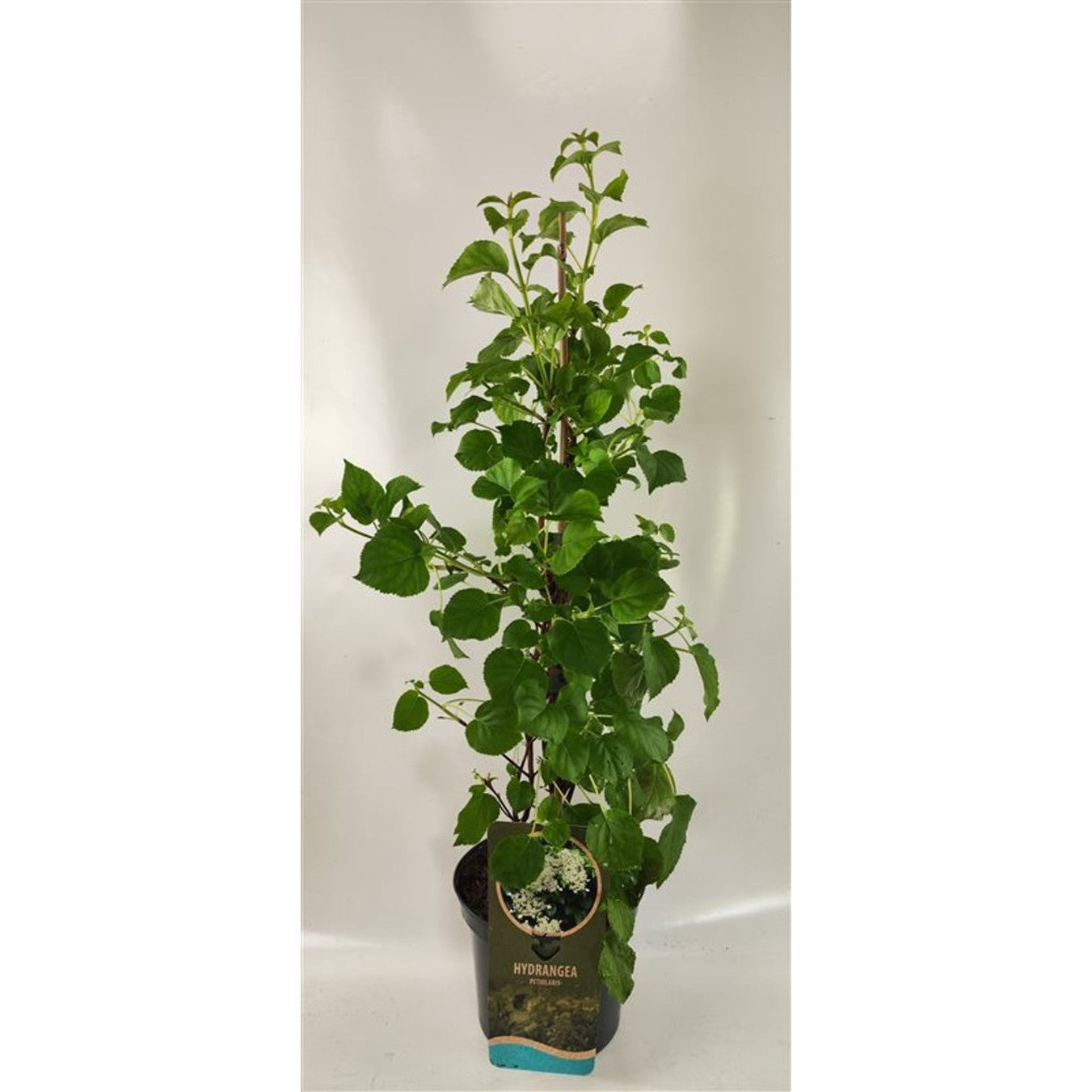 Hortensia – Hydrangea arborescens 'Pink Percussion' - C3 60-80 CM