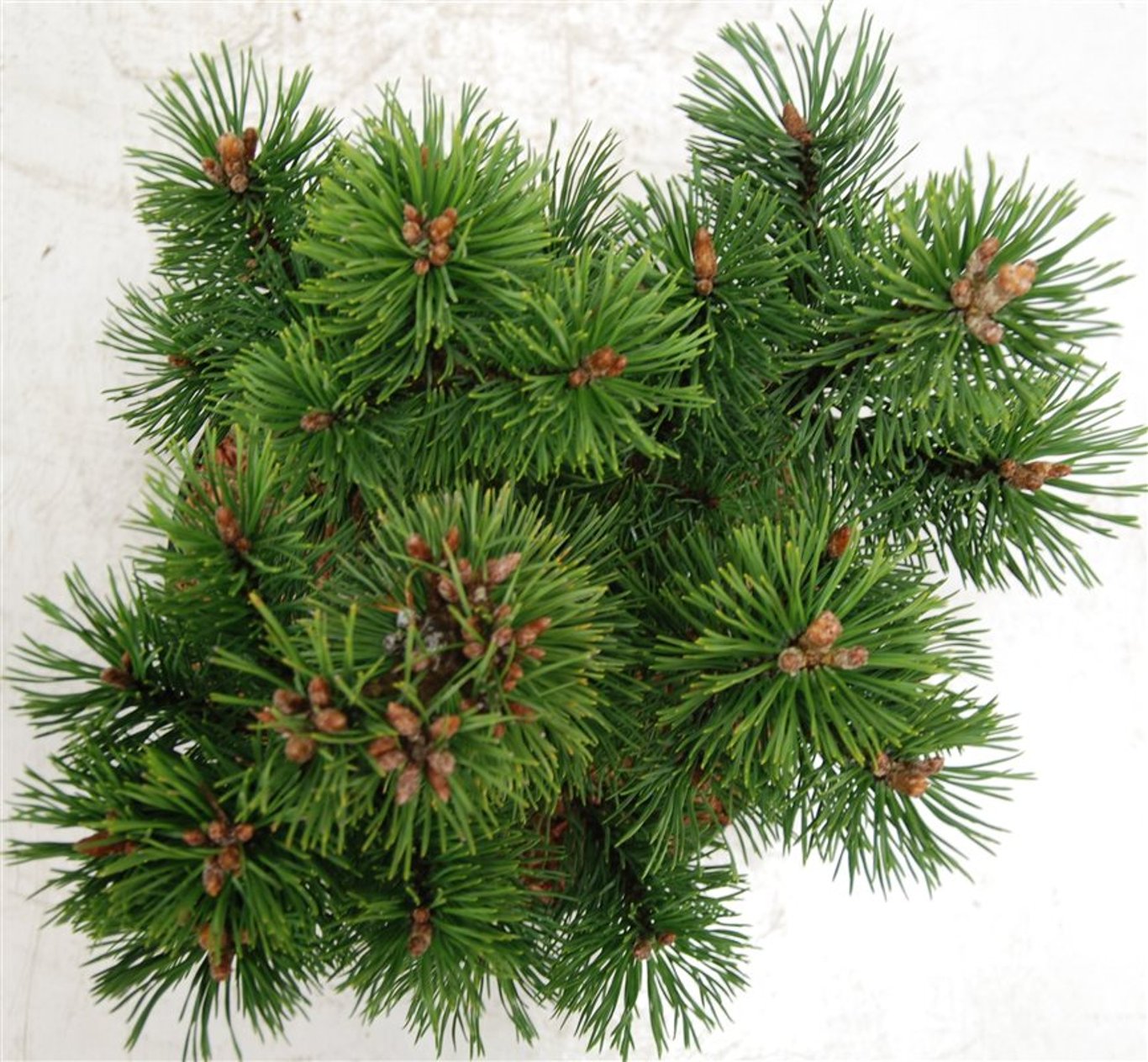 Bergtall – Pinus mugo &