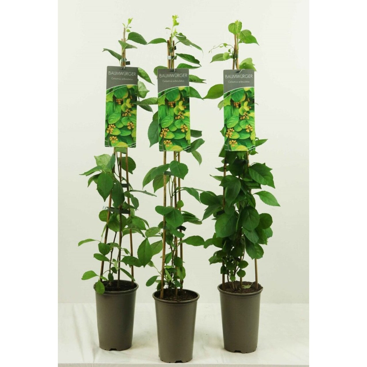 Klätterbenved – Celastrus orbiculatus - C2 60-80 CM Stick