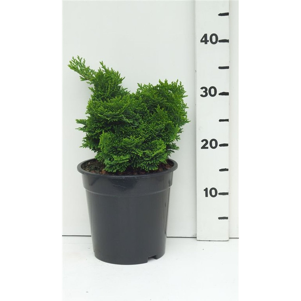 Ädelcypress – Chamaecyparis obtusa 'Nana Gracilis' - C3 20-25 CM