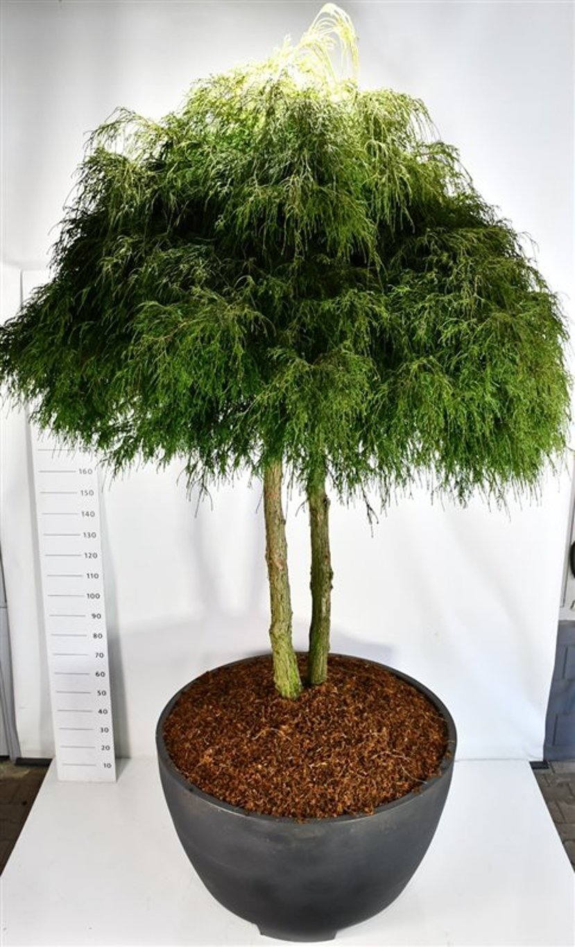 Ädelcypress – Chamaecyparis pisifera &