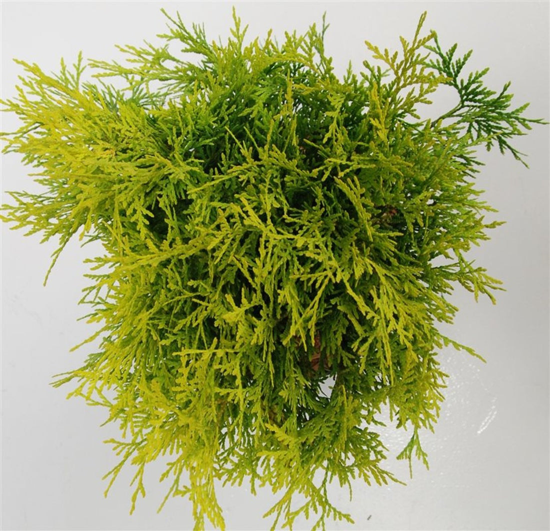 Thuja – Thuja occidentalis &