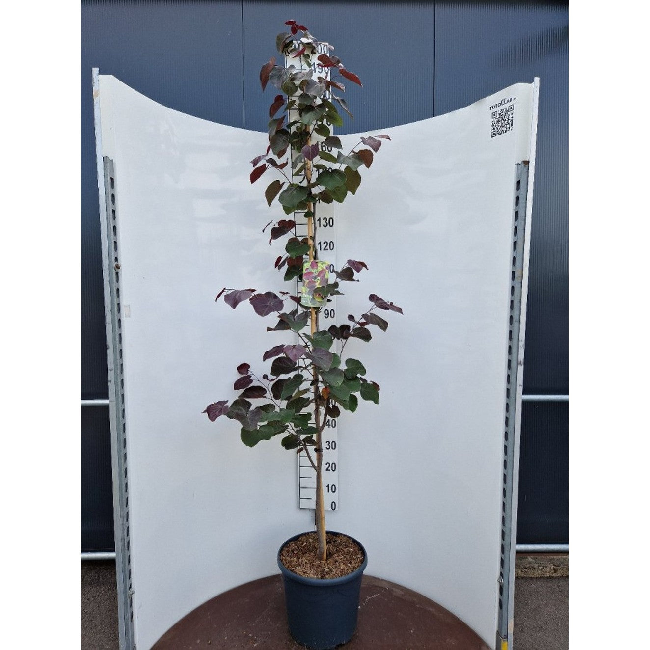 Judasträd – Cercis canadensis - C20 175-200 CM