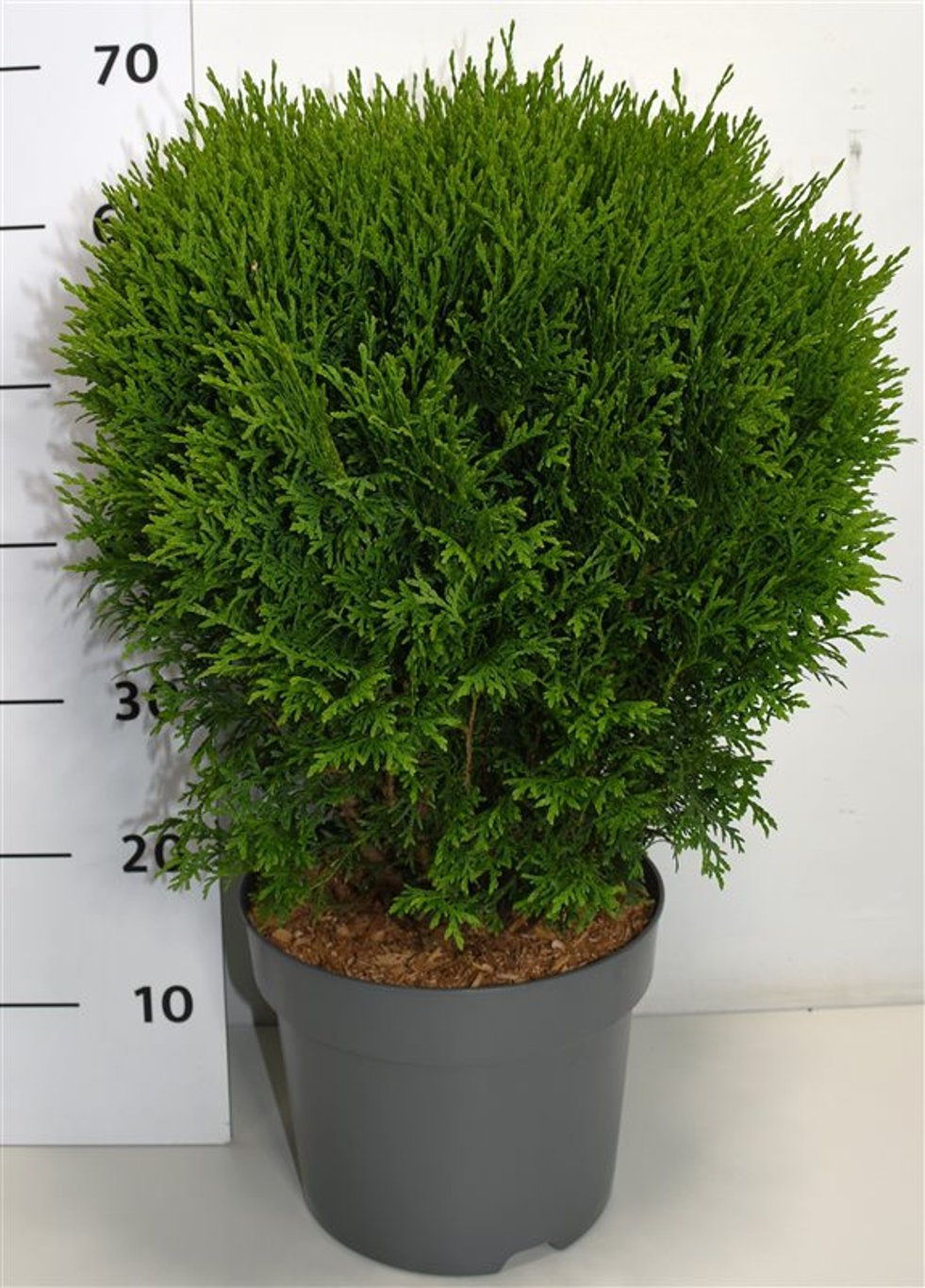 Thuja – Thuja occidentalis &