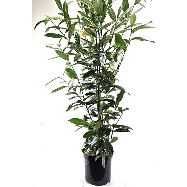 Lagerkörsbär – Prunus laurocerasus 'Caucasica' - C7,5 125-150 CM