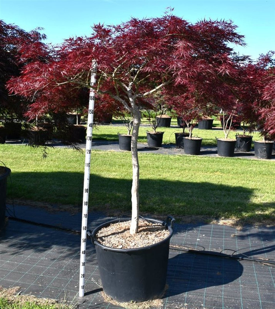 Japansk lönn – Acer palmatum &