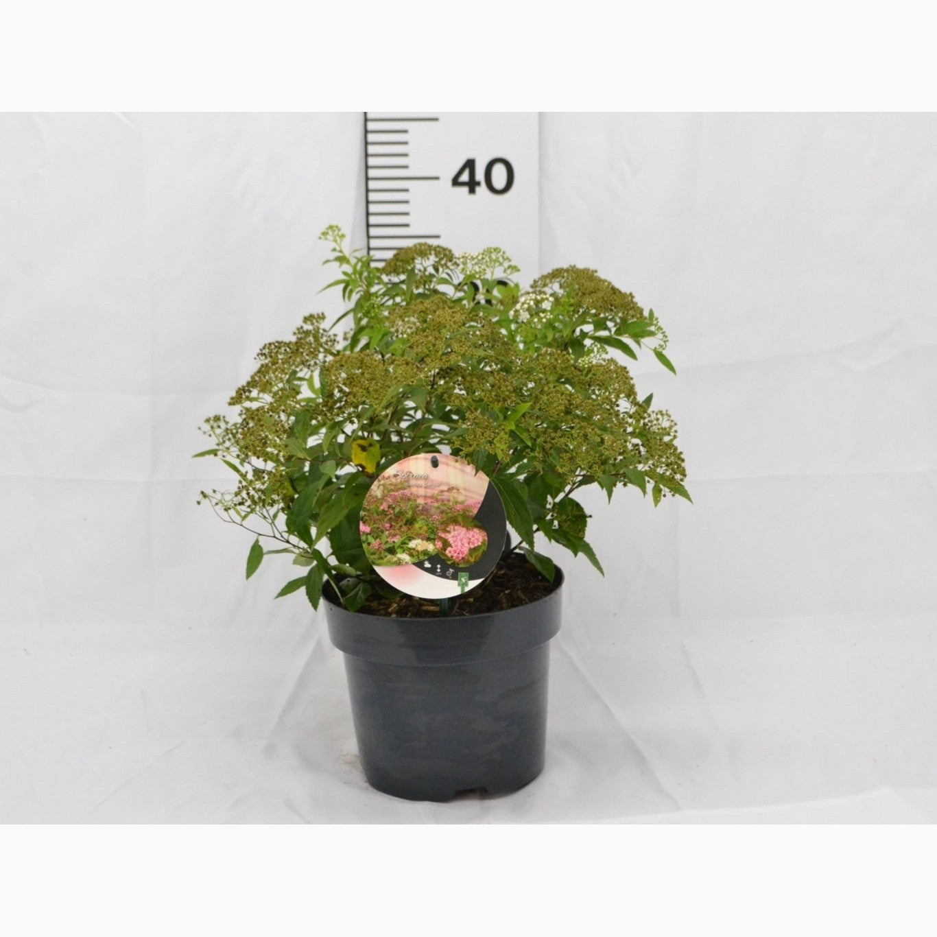 Praktspirea – Spiraea japonica 'Genpei' - C3 20-40 CM