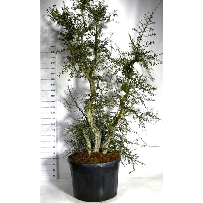 Korkek – Quercus suber - C200 250-275 CM