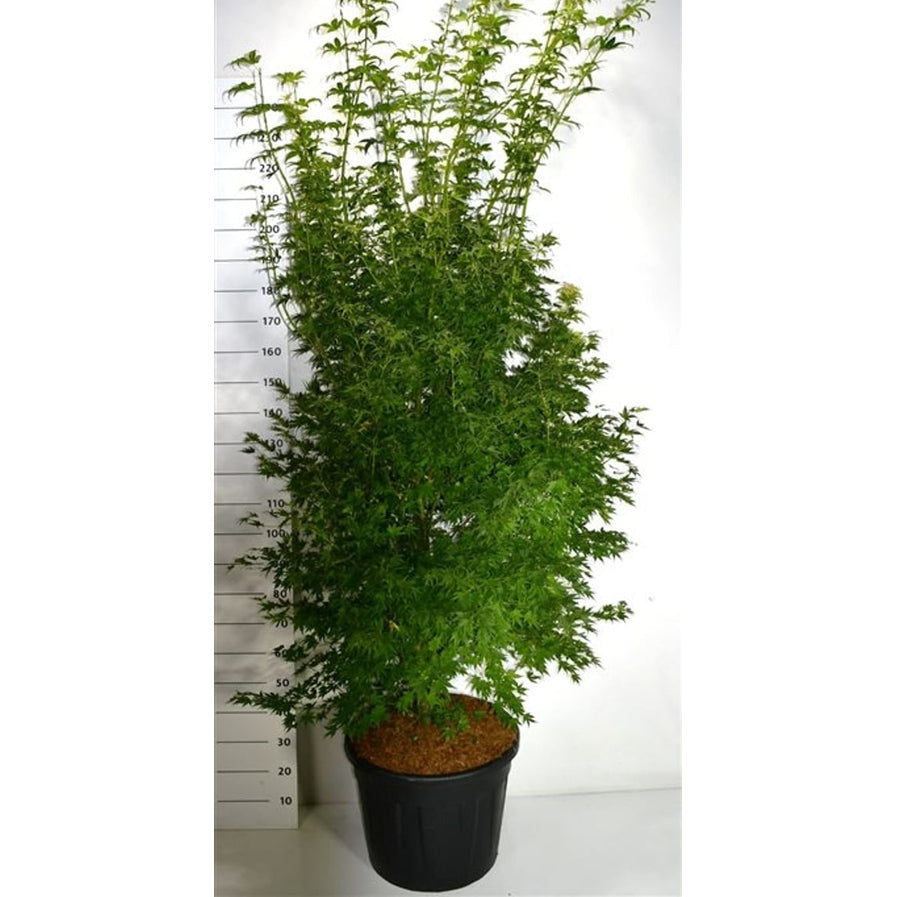 Japansk lönn – Acer palmatum 'Orange Dream' - C70 200-225 cm.